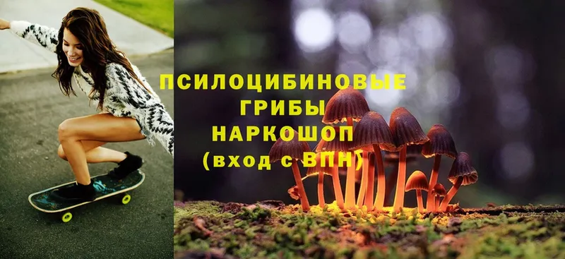 ОМГ ОМГ ссылка  Гаджиево  Псилоцибиновые грибы Psilocybine cubensis 